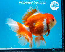 Load image into Gallery viewer, Orange and White Longfinned Shogun Oranda Male (5+ inches) Imported in Thailand