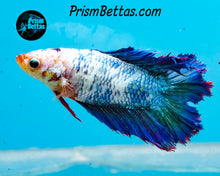 Load image into Gallery viewer, Marble Doubletail Halfmoon  Female