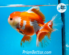 Load image into Gallery viewer, Orange and White Longfinned Shogun Oranda Male (5+ inches) Imported in Thailand