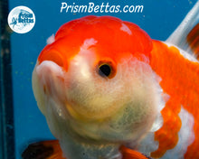 Load image into Gallery viewer, Orange and White Longfinned Shogun Oranda Male (5+ inches) Imported in Thailand