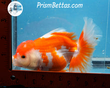 Load image into Gallery viewer, Orange and White Longfinned Shogun Oranda Male (5+ inches) Imported in Thailand