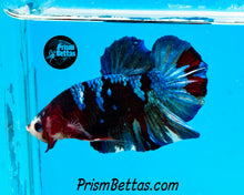 Load image into Gallery viewer, Koi Halfmoon Plakat Male