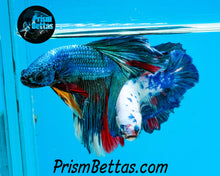 Load image into Gallery viewer, Turquoise Marble Halfmoon Male