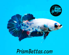 Load image into Gallery viewer, Marble Halfmoon Plakat Female