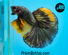 Load image into Gallery viewer, Gold Copper Halfmoon Male