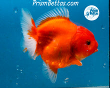 Load image into Gallery viewer, Red and White Godzilla Shogun Oranda Male (3.5 inches) Imported in Thailand