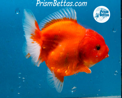 Red and White Godzilla Shogun Oranda Male (3.5 inches) Imported in Thailand