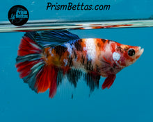 Load image into Gallery viewer, Candy Koi Halfmoon Female