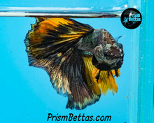 Load image into Gallery viewer, Gold Copper Halfmoon Male