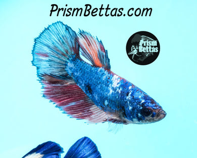 Marble Halfmoon Female Buy 4 Get 1 Free