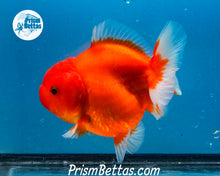 Load image into Gallery viewer, Red and White Godzilla Shogun Oranda Male (3.5 inches) Imported in Thailand