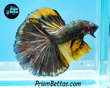 Load image into Gallery viewer, Gold Copper Halfmoon Male