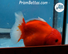 Load image into Gallery viewer, Red and White Godzilla Shogun Oranda Male (3.5 inches) Imported in Thailand