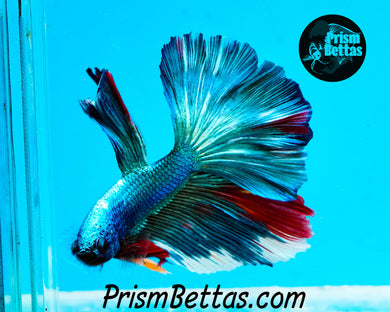 Turquoise Marble Halfmoon Male