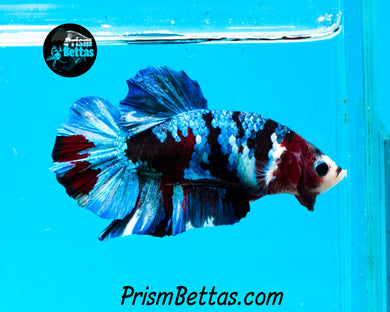 Koi Halfmoon Plakat Male