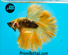 Load image into Gallery viewer, Bumblebee Rosetail Halfmoon Male