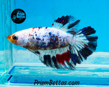 Load image into Gallery viewer, Marble Halfmoon Female