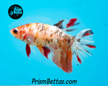 Load image into Gallery viewer, Candy Koi Halfmoon Female