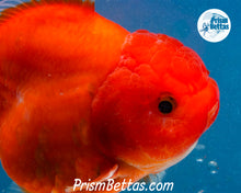 Load image into Gallery viewer, Red and White Godzilla Shogun Oranda Male (3.5 inches) Imported in Thailand