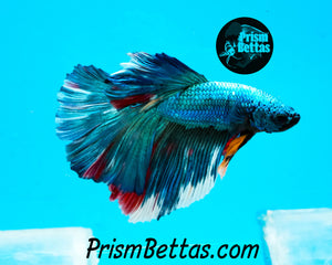 Turquoise Marble Halfmoon Male