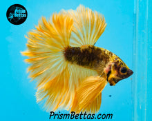 Load image into Gallery viewer, Bumblebee Rosetail Halfmoon Male