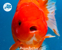 Load image into Gallery viewer, Red and White Godzilla Shogun Oranda Male (3.5 inches) Imported in Thailand
