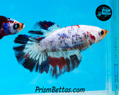 Marble Halfmoon Female