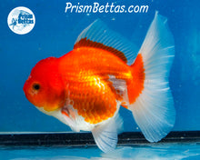 Load image into Gallery viewer, Red and White Longfinned Shogun Oranda Female (5 inches) Imported in Thailand