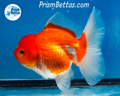 Red and White Longfinned Shogun Oranda Female (5 inches) Imported in Thailand