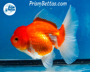 Red and White Longfinned Shogun Oranda Female (5 inches) Imported in Thailand