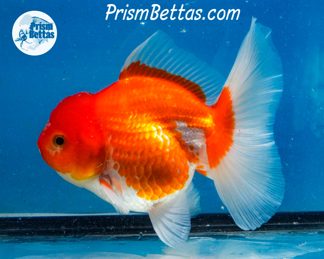 Red and White Longfinned Shogun Oranda Female (5 inches) Imported in Thailand
