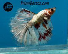 Load image into Gallery viewer, Copper Marble Halfmoon Male
