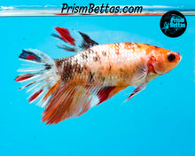 Load image into Gallery viewer, Candy Koi Halfmoon Female