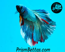 Load image into Gallery viewer, Turquoise Marble Halfmoon Male