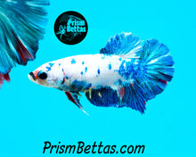 Load image into Gallery viewer, Marble Halfmoon Plakat Female