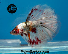 Load image into Gallery viewer, Copper Marble Halfmoon Male
