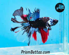 Load image into Gallery viewer, Galaxy Marble Rosetail Halfmoon Male