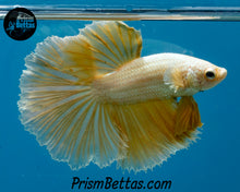 Load image into Gallery viewer, Gold Dragon Halfmoon Male