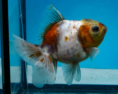 Kirin Tricolor Yaun Bao Oranda Likely Female (4 inch length) Imported from Thailand