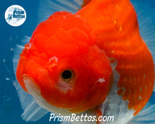 Load image into Gallery viewer, Red and White Longfinned Shogun Oranda Female (5 inches) Imported in Thailand