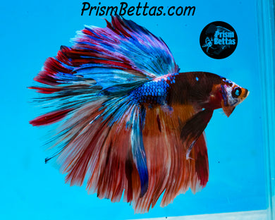Candy Koi Halfmoon Male