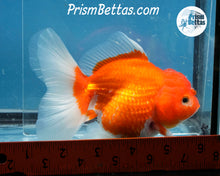 Load image into Gallery viewer, Red and White Longfinned Shogun Oranda Female (5 inches) Imported in Thailand