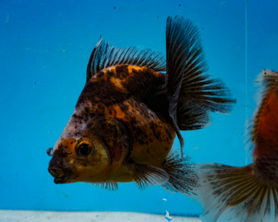 Kirin Yaun Bao Oranda Likely Female(3 inch length) Imported from Thailand