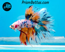 Load image into Gallery viewer, Marble Halfmoon Male