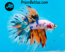 Load image into Gallery viewer, Marble Halfmoon Male