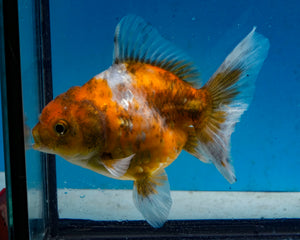 Calico Yaun Bao Oranda Female (4+ inch length) Imported from Thailand