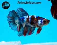 Load image into Gallery viewer, Marble Halfmoon Female