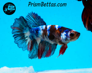 Marble Halfmoon Female