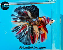 Load image into Gallery viewer, Candy Koi Halfmoon Male