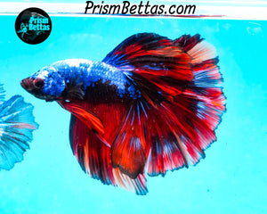 Marble Halfmoon Male